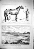 Old 1879 Prince Imperial Body Bettington Horse Zulu War Belladrum Hor Victorian