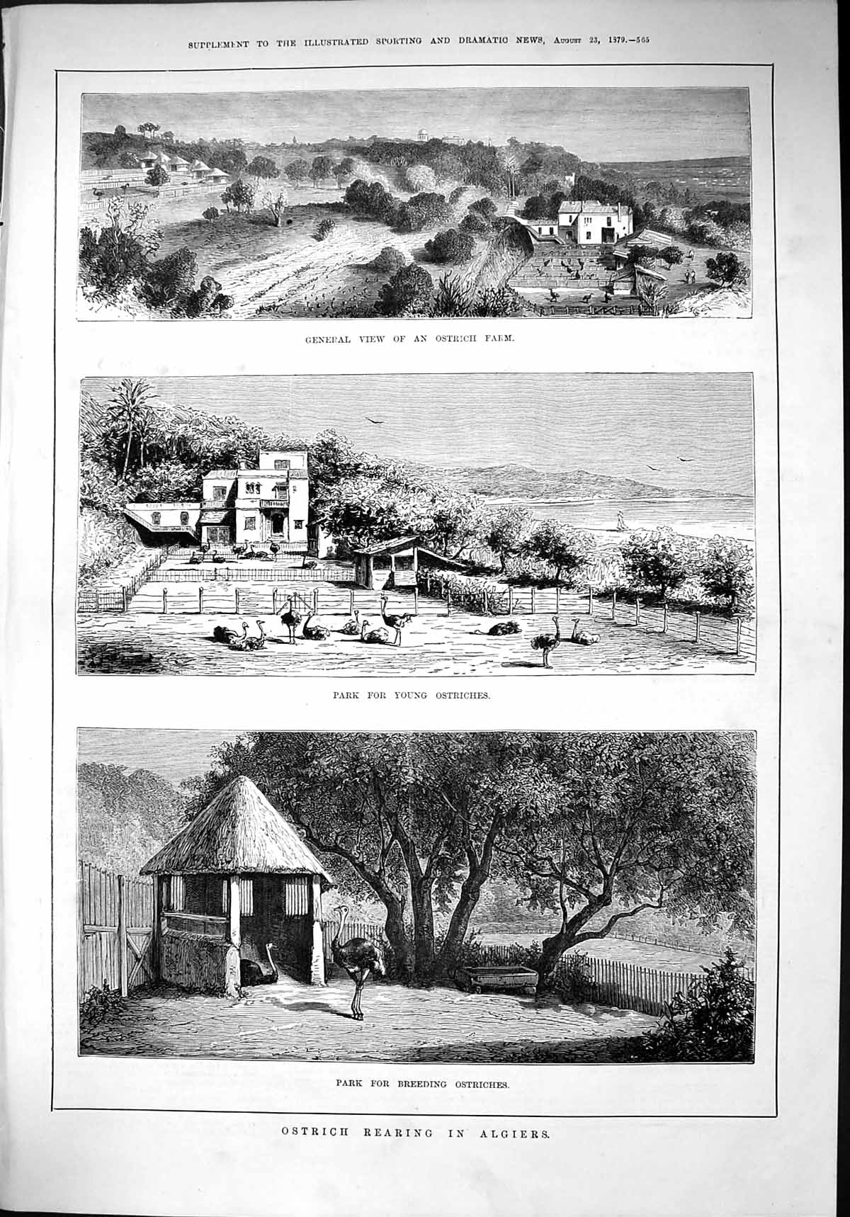 Old 1879 Ostrich Rearing Algiers Farm Breeding Park Africa Animals Bi Victorian