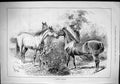 Original Old Antique Print 1879 Horses Friendly Greeting Countryside Sturgess