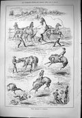 Original Old Antique Print 1879 Horse Breaking Australia Buckjumping Stockyard