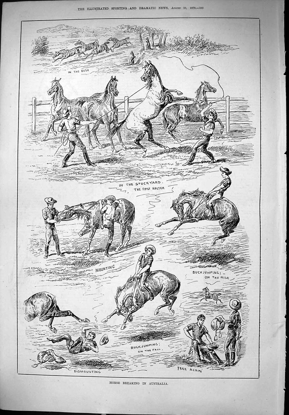 Original Old Antique Print 1879 Horse Breaking Australia Buckjumping Stockyard
