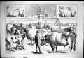 Old 1879 Prize-Winners Lancashire Agricultural Show Animals Sheep Pig Victorian