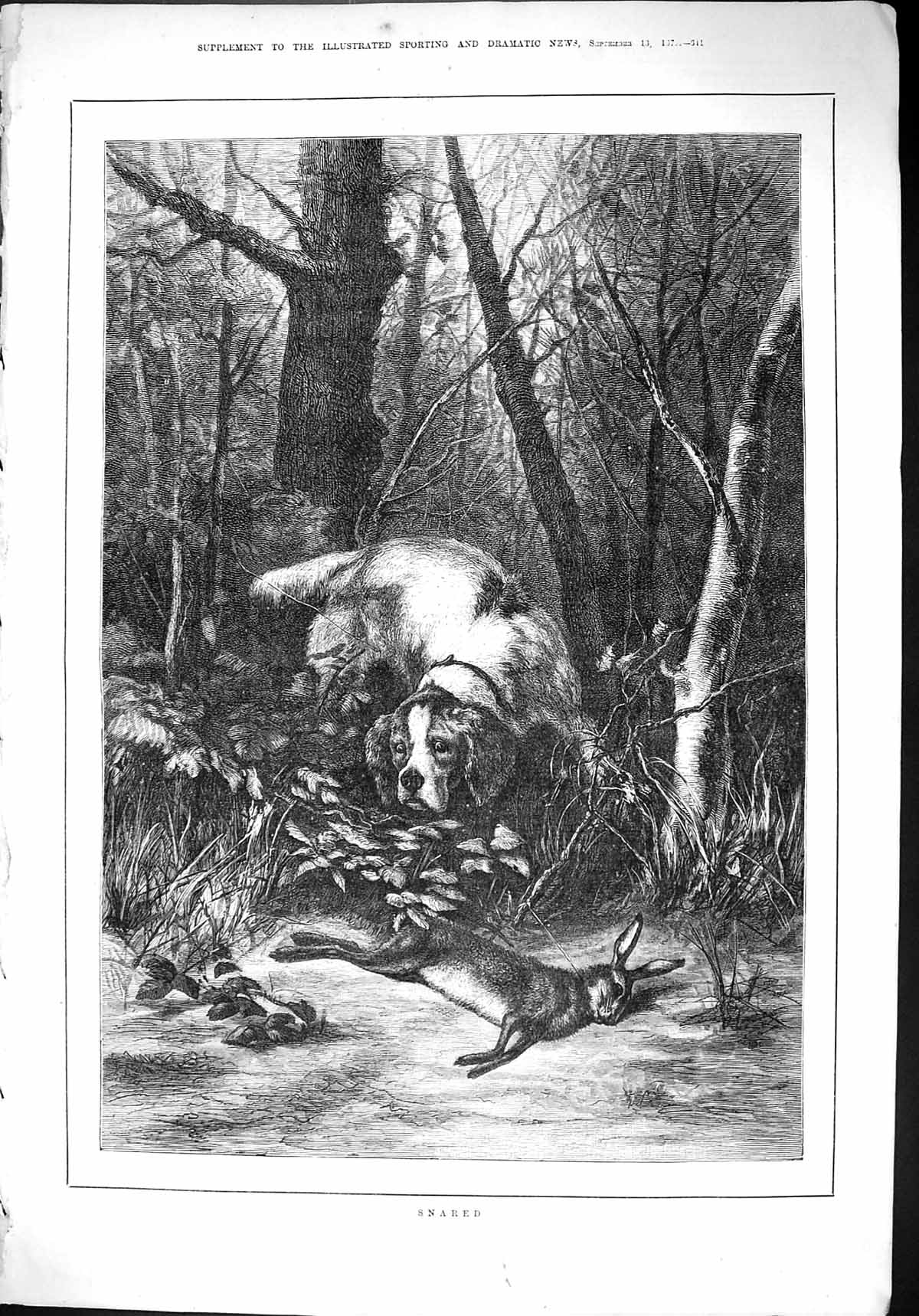 Original Old Antique Print 1879 Snared Hound Dog Hare Hunting Sport Forest 19th