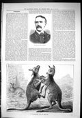 Old Sporting Dramatic News 1880 Henry Davenport Kangaroos Fighting Zo Victorian
