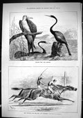 Old Sporting Dramatic News 1880 Frigate Bird Darters Horse Racing Cit Victorian
