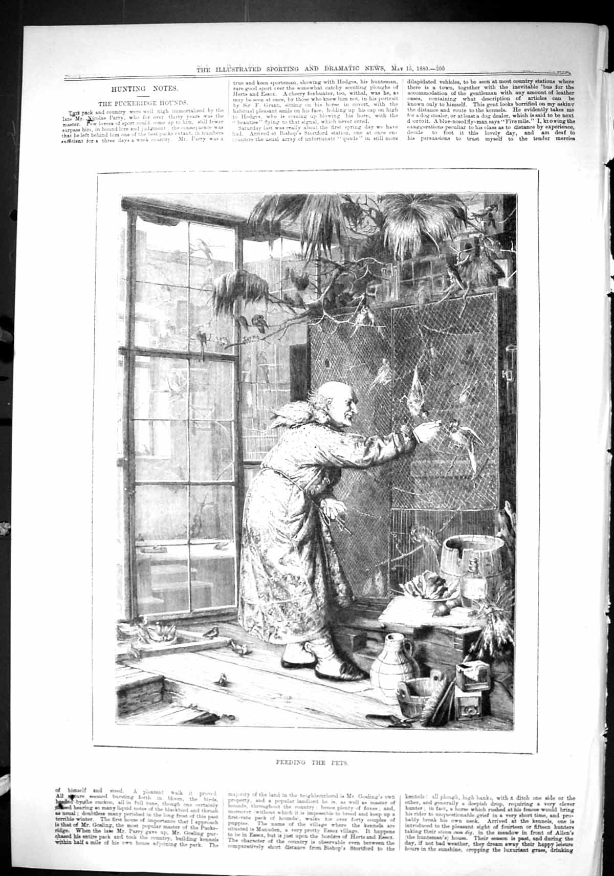 Original Old Antique Print Sporting Dramatic News 1880 Feeding Pets Man Birds