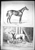 Old Sporting Dramatic News 1880 Isonomy Horse Tarquin Prize Bull-Terr Victorian