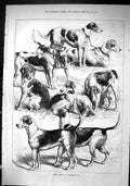 Old Antique Print Sporting Dramatic News 1880 Hound Dog Show Peterborough 19th