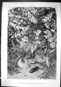 Old Sporting Dramatic News 1880 Leafy Nook Birds Butterfly Insects Fi Victorian