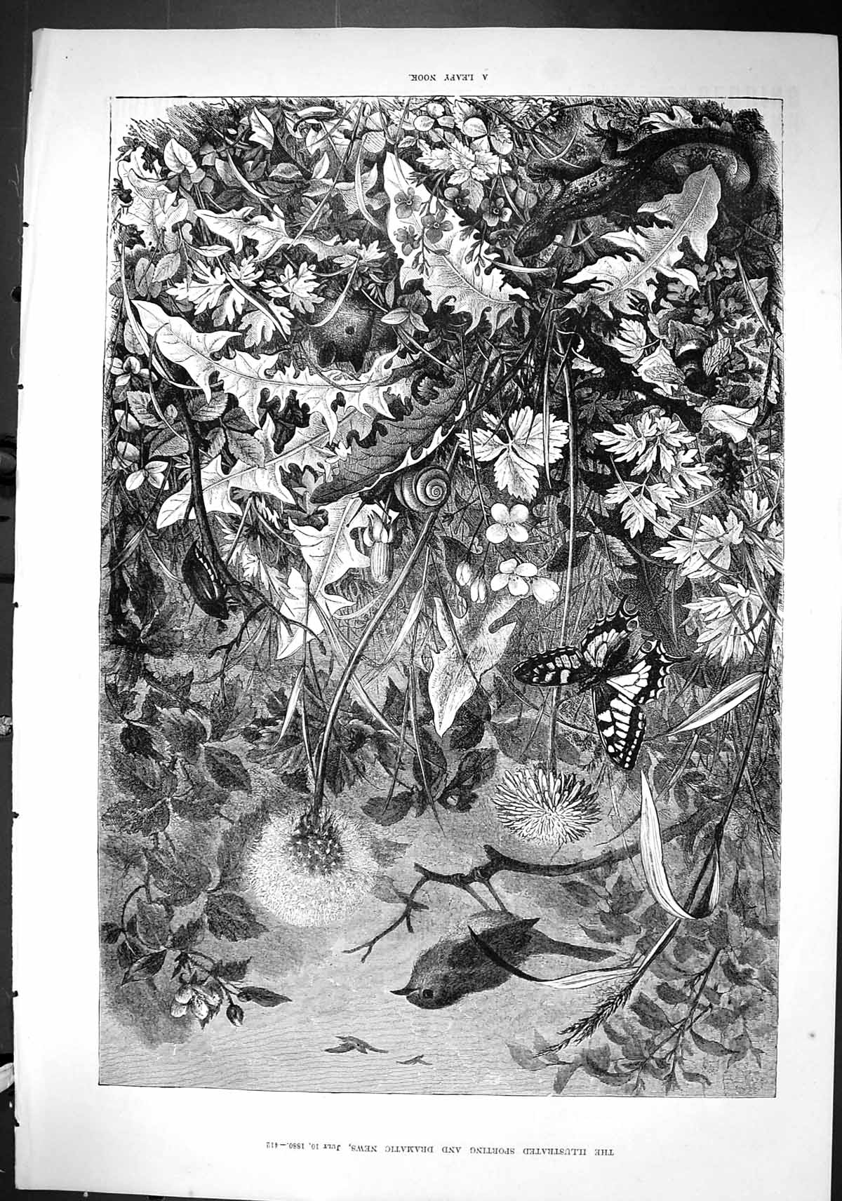 Old Sporting Dramatic News 1880 Leafy Nook Birds Butterfly Insects Fi Victorian