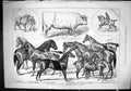 Old 1880 Royal Agricultural Show Carlisle Horses Bull Duke John Whatt Victorian