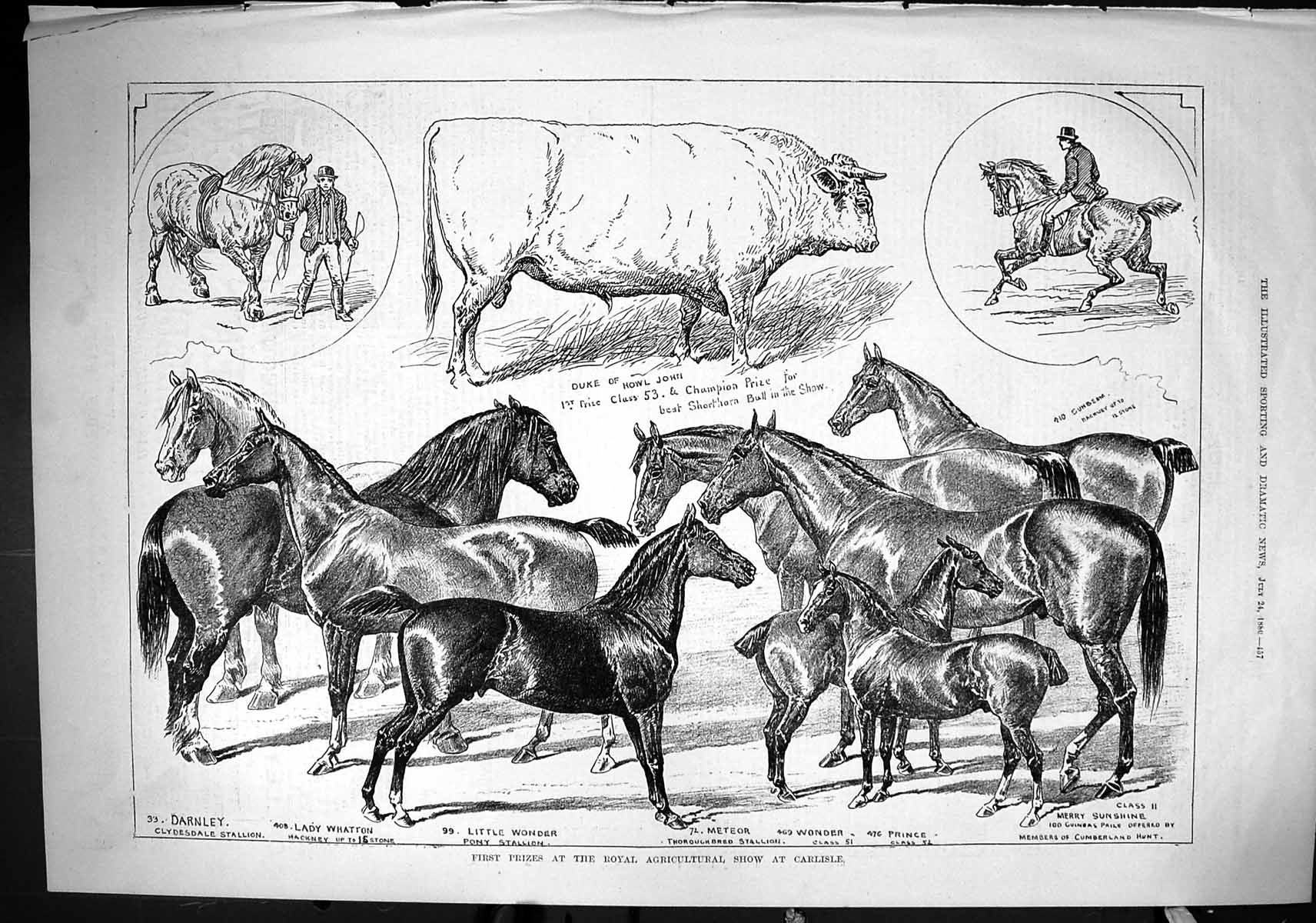 Old 1880 Royal Agricultural Show Carlisle Horses Bull Duke John Whatt Victorian