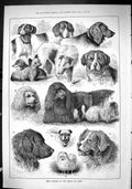 Old Sporting Dramatic News 1880 Prize Winners Berlin Dog Show Germany Victorian