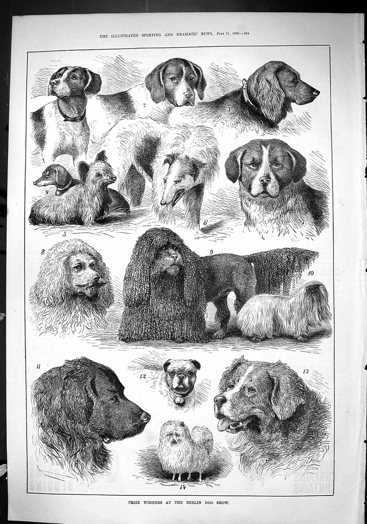 Old Sporting Dramatic News 1880 Prize Winners Berlin Dog Show Germany Victorian