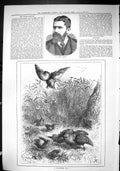 Old Sporting Dramatic News 1880 Joseph Hatton Feathered Foe Birds Moo Victorian