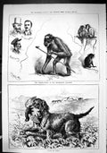 Old Sporting Dramatic News 1880 Ourang-Outang Westminster Aquarium Hu Victorian