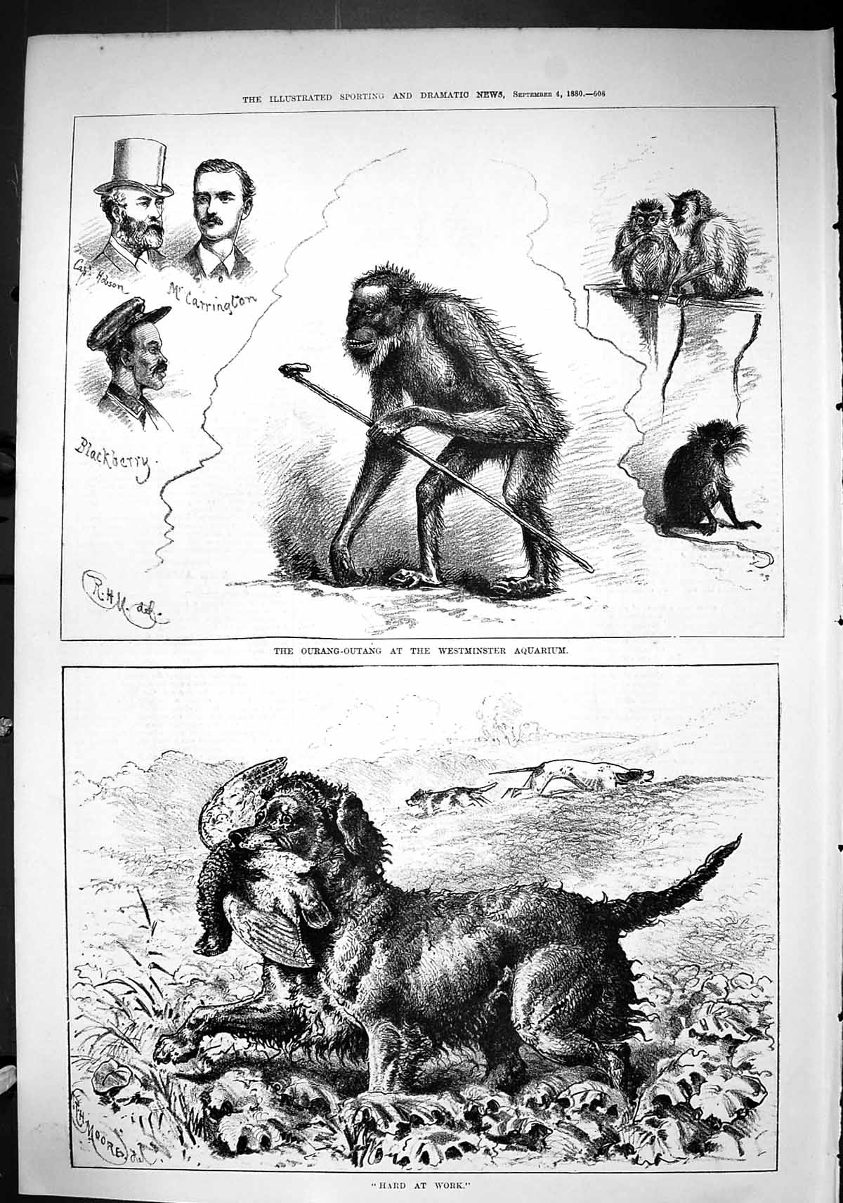 Old Sporting Dramatic News 1880 Ourang-Outang Westminster Aquarium Hu Victorian