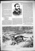 Antique Old Print 1880 Portrait Mr Grace Unlicensed Sport Cat Hunting Rabbit