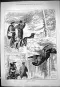 Original Old Antique Print 1880 Capercailzie Shooting Hunting Birds Scotland