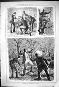 Original Old Antique Print 1880 Poaching Lantern Light Ireland Birds Victorian