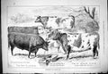 Antique Old Print 1880 Smithfield Club Cattle Show Hereford Silver Cup Prizes