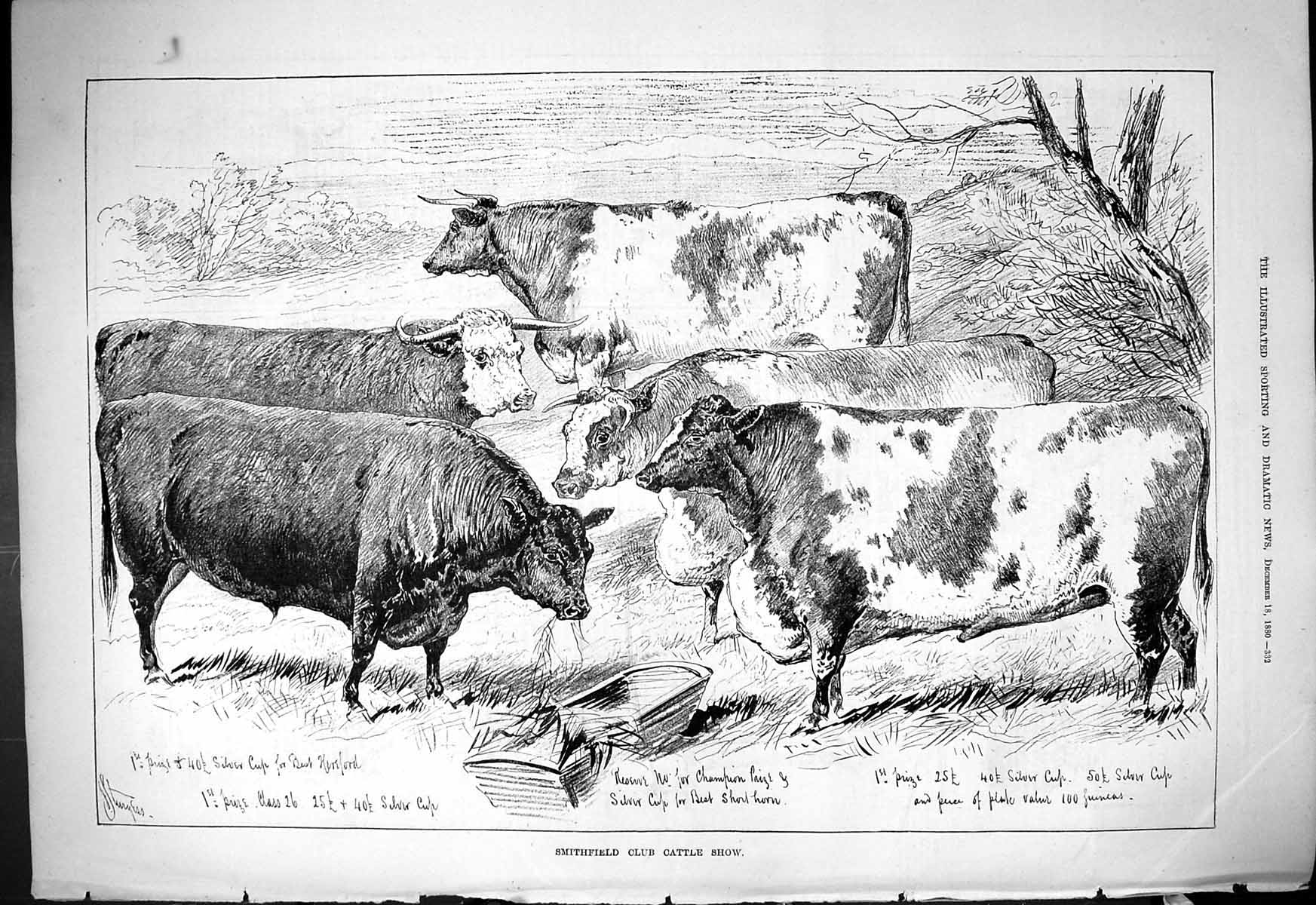 Antique Old Print 1880 Smithfield Club Cattle Show Hereford Silver Cup Prizes