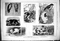 Old 1880 Pictures Christmas Books Birds Ship Deck Animals Cassell Dog Victorian