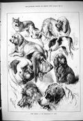 Original Old Antique Print 1880 Prize Winners Birmingham Dog Show Pets Animals
