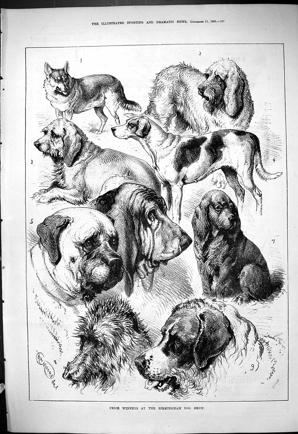 Original Old Antique Print 1880 Prize Winners Birmingham Dog Show Pets Animals