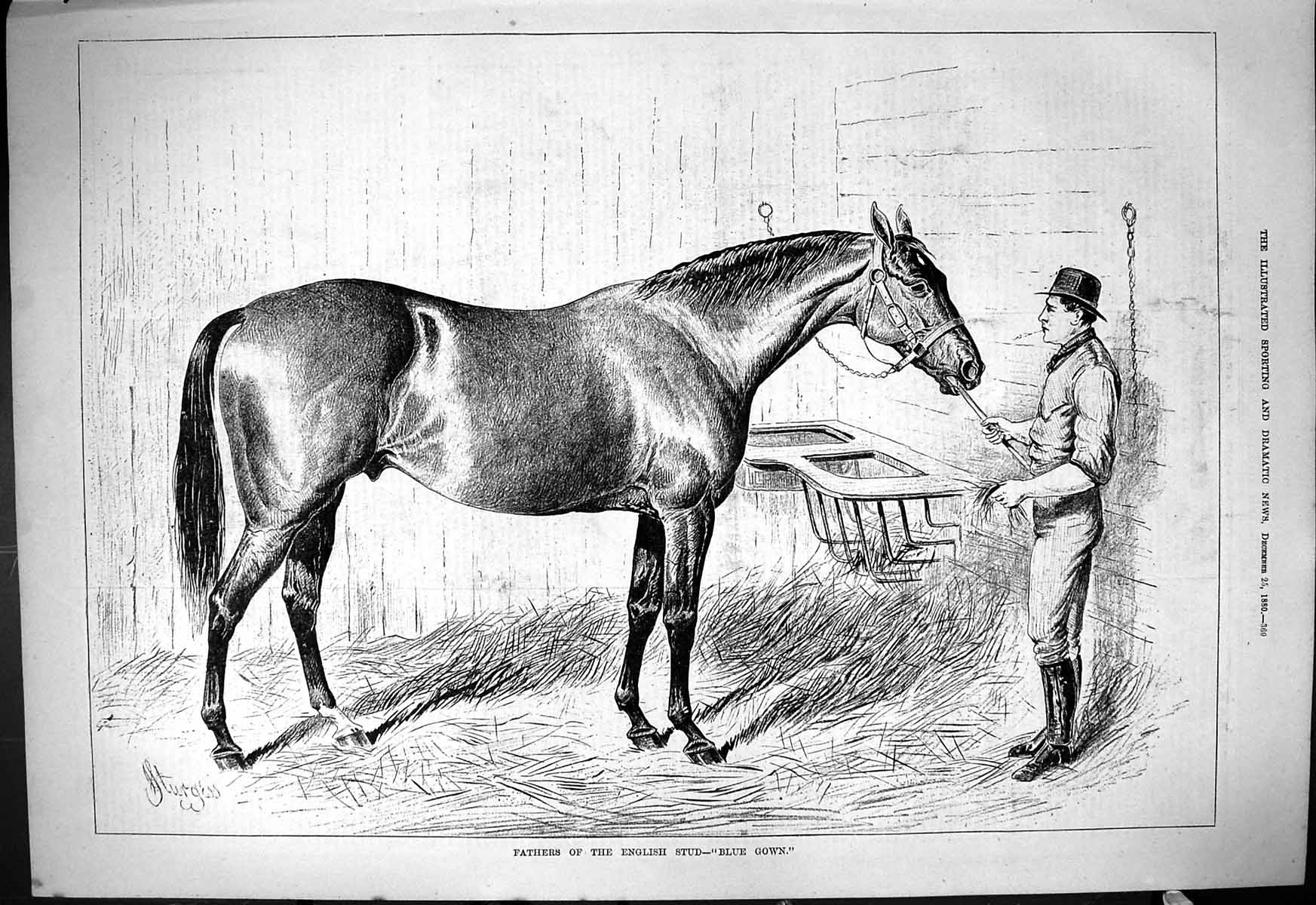 Original Old Antique Print 1880 Fathers English Stud Horse Blue Gown Man Stable