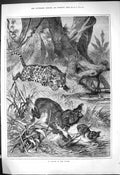 Original Old Antique Print 1881 Attack Jungle Leopard Baby Animals Victorian