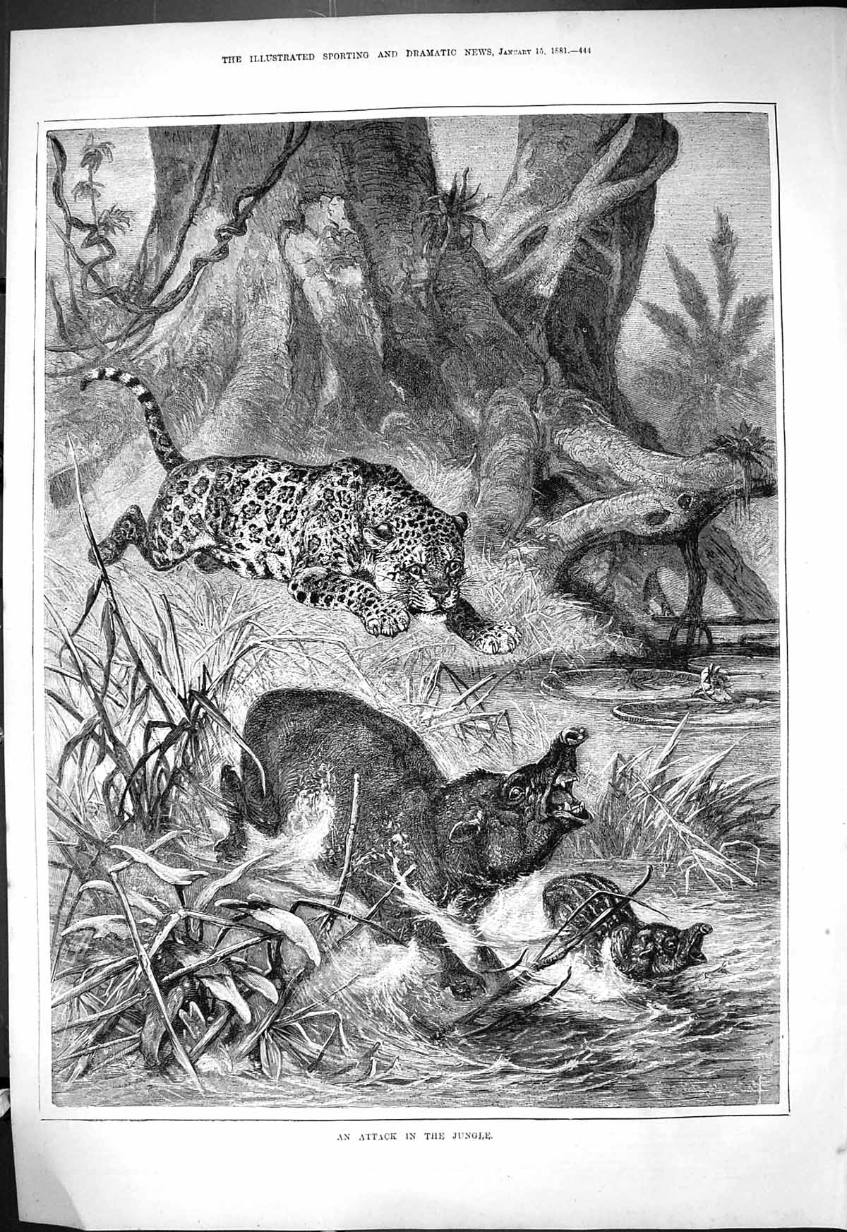 Original Old Antique Print 1881 Attack Jungle Leopard Baby Animals Victorian