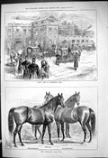 Old 1881 Royal Normanton Hall Woodlands Stud Horses Claremont Argyle Victorian