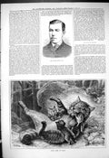 Antique Old Print 1881 Portrait Mr William Farren Wild Cats Playing Kittens