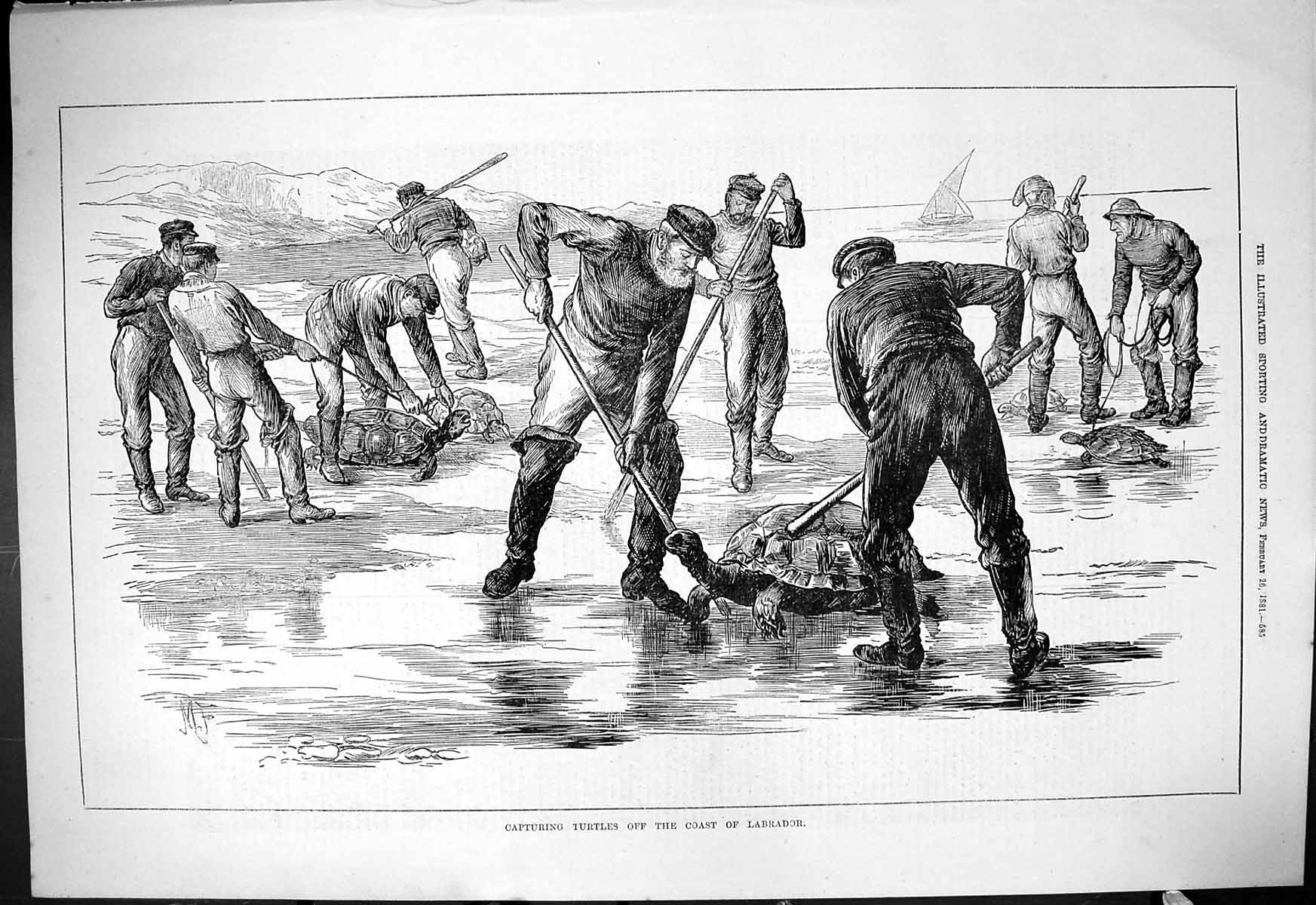 Old Antique Print 1881 Capturing Turtles Coast Labrador Men Ice Hunting 19th