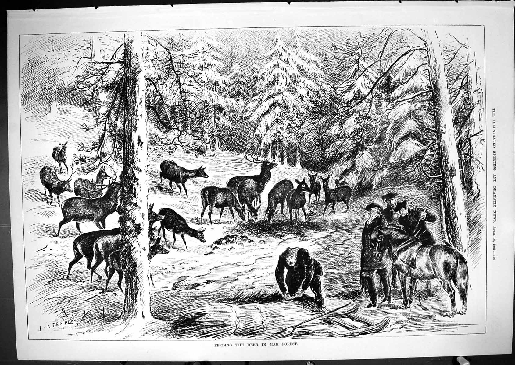 Original Old Antique Print Feeding Deer Mar Forest Animals 1881 19th