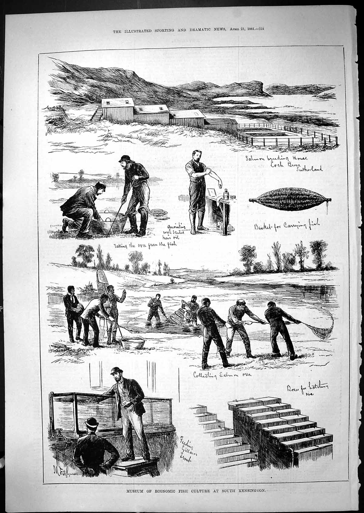 Antique Print Museum Economic Fish Culture South Kensington Salmon Ova 1881