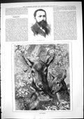 Antique Old Print 1881 Portrait Mr Russell Mccoy Deer Fawn Hiding In The Bush