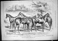 Old Horses Yearling Marden Deer Park Princess Wales Stockwater John D
