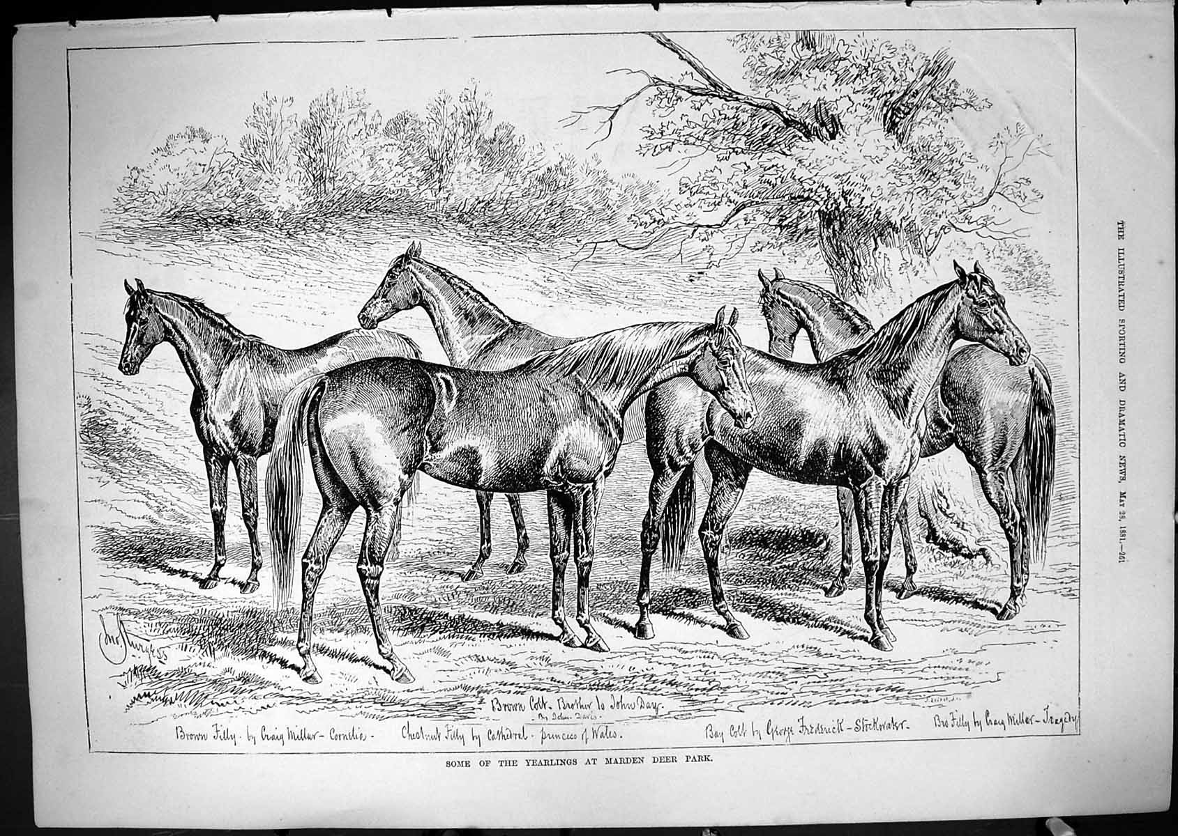Old Horses Yearling Marden Deer Park Princess Wales Stockwater John D