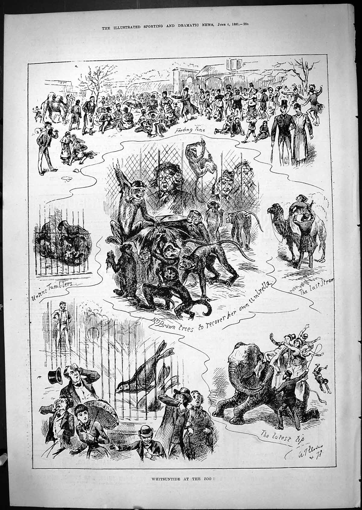 Old Antique Print Whitsuntide Zoo Mrs Brown Monkeys Elephant Camel 1881 19th