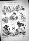 Original Old Antique Print Kennel Club Dog Show Pets Animals Judging 1881 19th