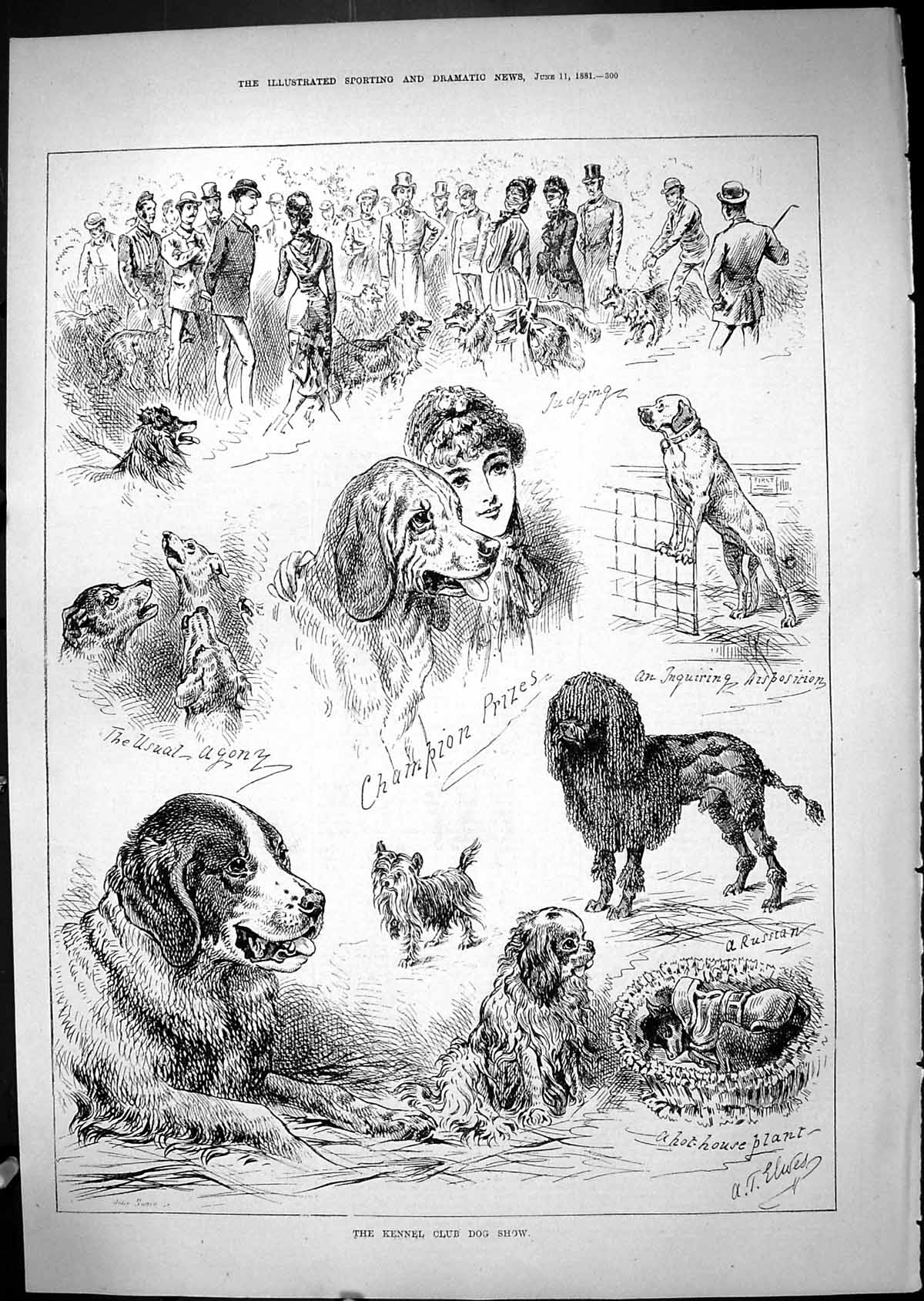 Original Old Antique Print Kennel Club Dog Show Pets Animals Judging 1881 19th