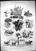 Antique Old Print Bath England Agricultural Show Tunbridge Wells Animals 1881