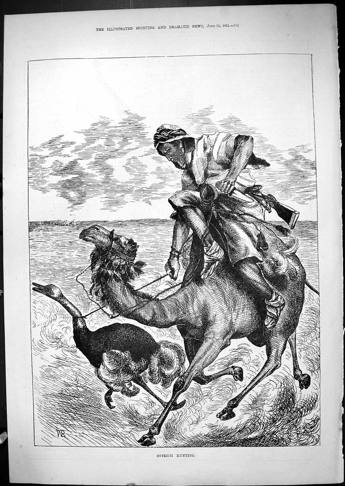 Old Antique Print Swain 1881 Ostrich Birds Hunting Hunter Man Camel Sport 19th