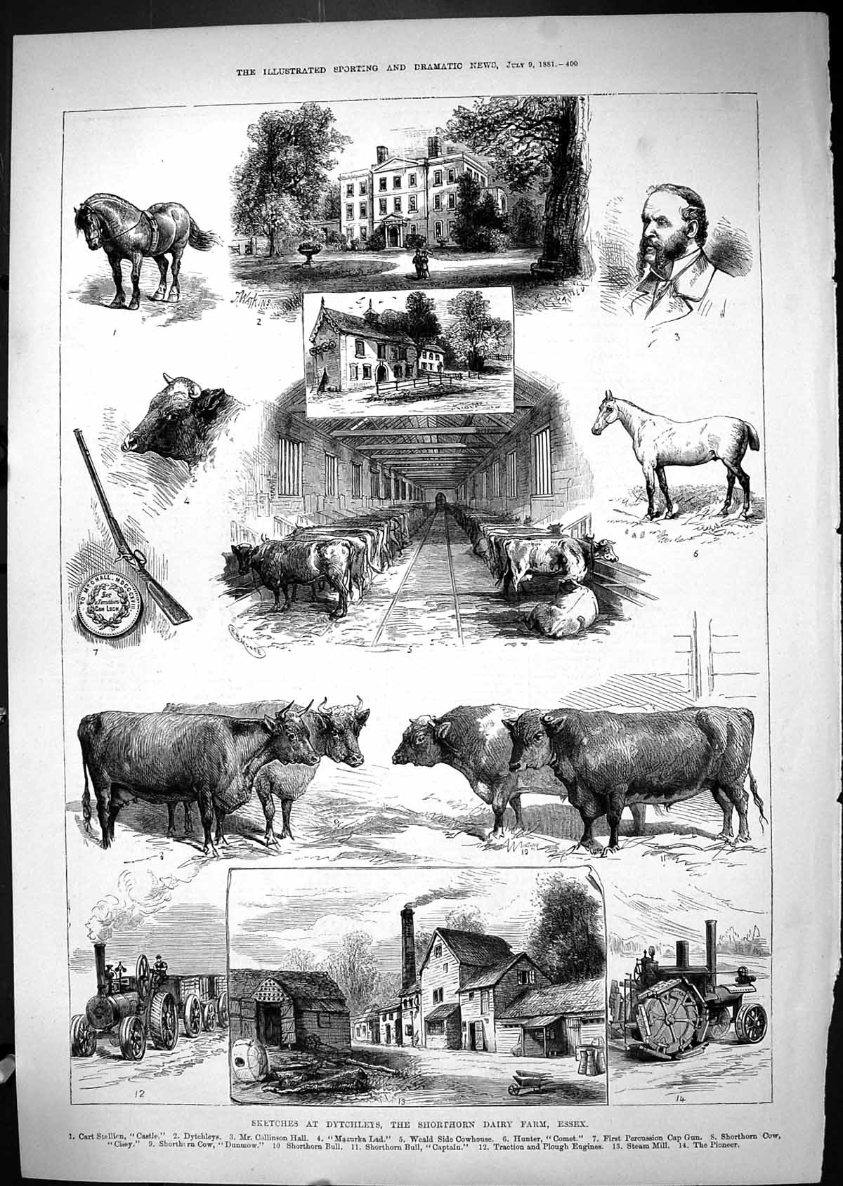 Old 1881 Dytchleys Shorthorn Dairy Farm Essex Collinson Hall Mazurka Victorian
