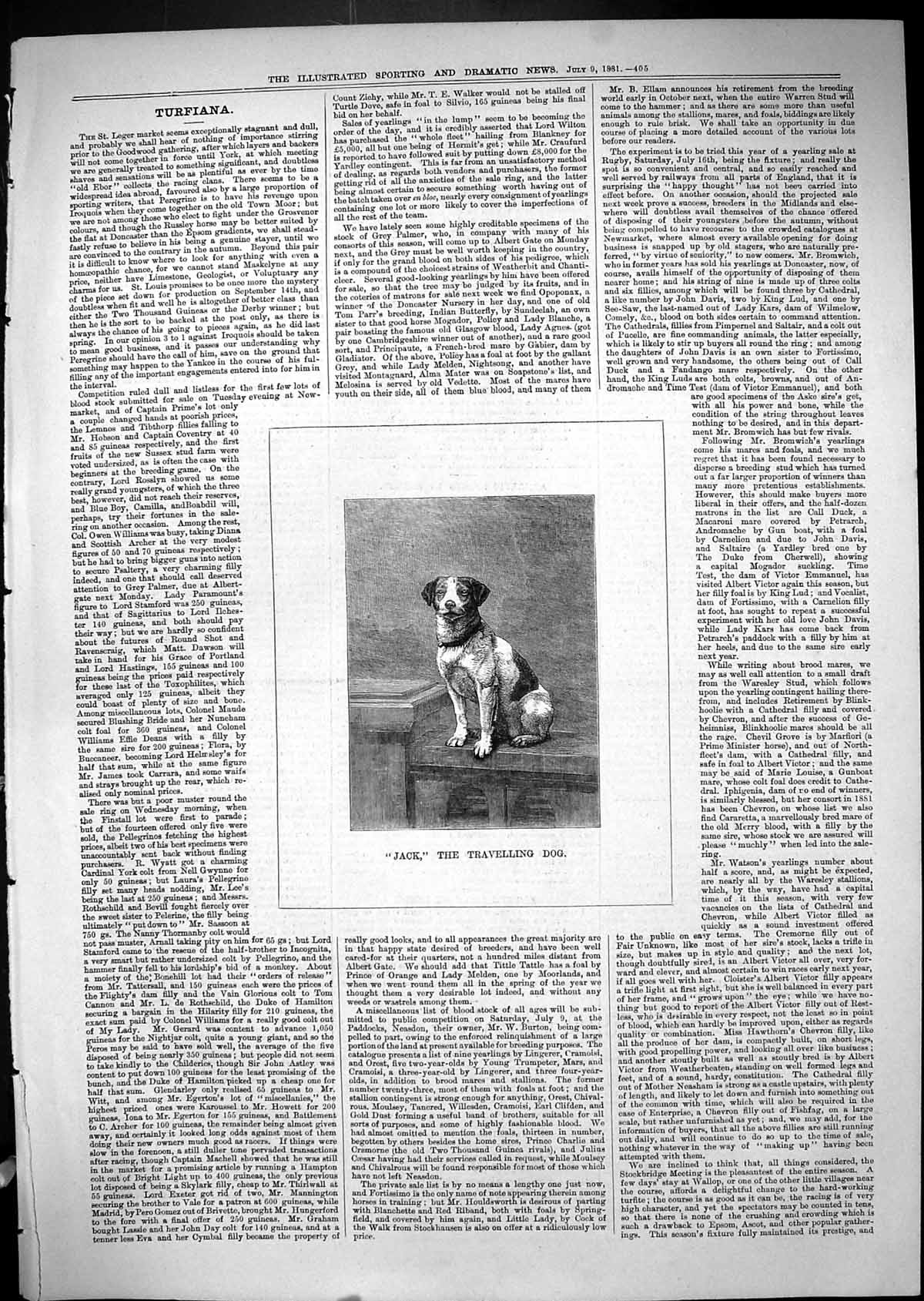 Original Old Antique Print 1881 Portrait Jack Travelling Dog Pets Animals 19th