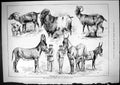Original Old Antique Print Animals 1881 Goat Mule Donkey Show Alexandra Park