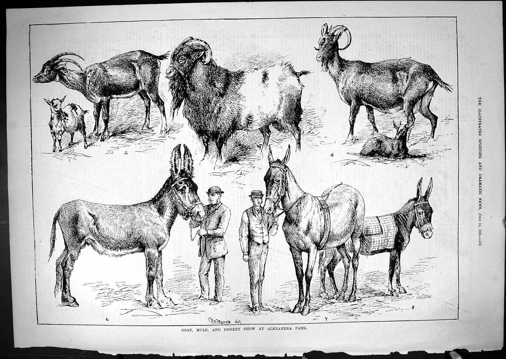Original Old Antique Print Animals 1881 Goat Mule Donkey Show Alexandra Park