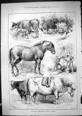 Old Antique Print 1881 Royal Agricultural Society Derby Horses Bull Cows 19th